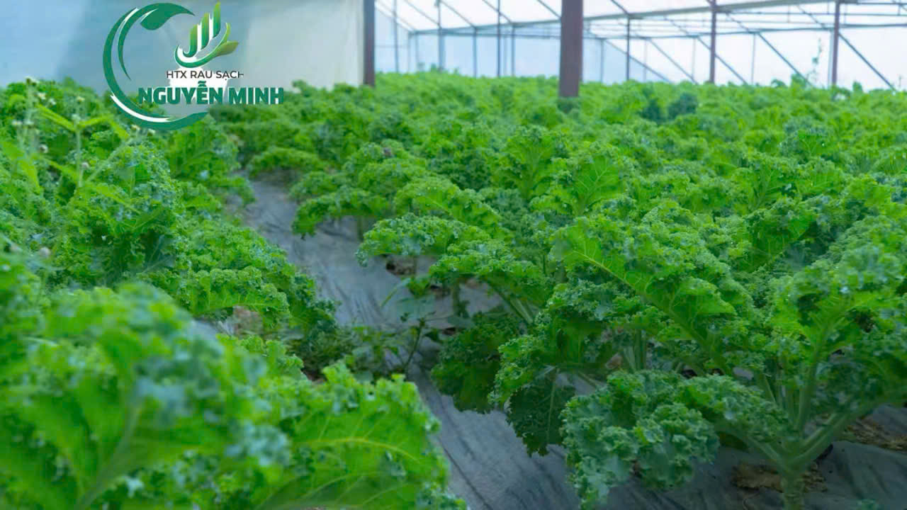 Cải xoăn - Hợp Tác Xã Rau Sạch Nguyễn Minh